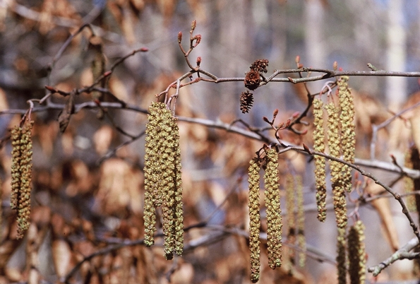 {Alnus serrulata}